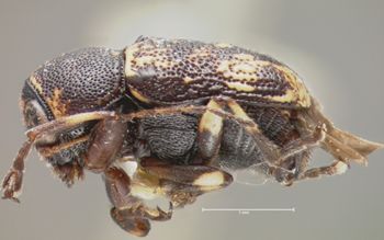 Media type: image; Entomology 8777   Aspect: habitus lateral view